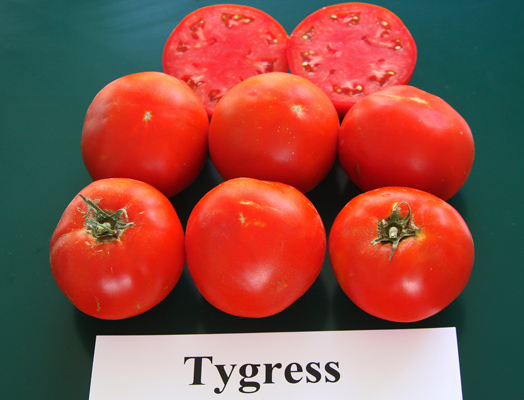 Tygress - Rodeo Tomato 2013