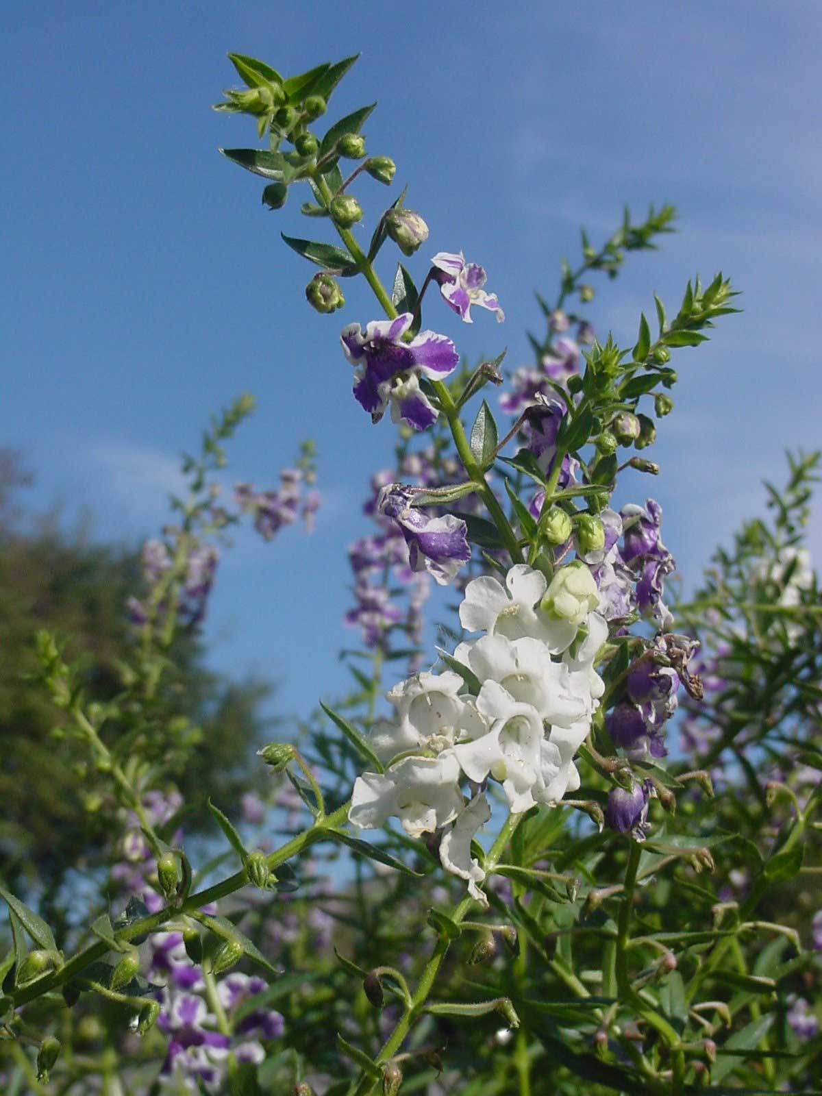 PLANTanswers Plant Answers > Angelonia or Summer Snapdragon