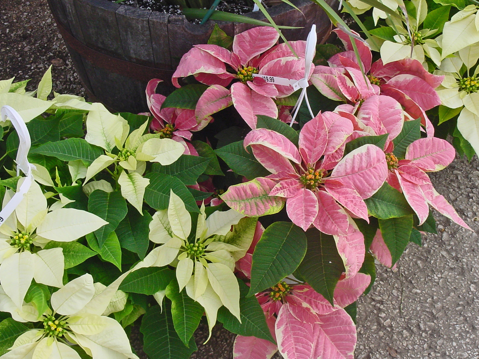 PLANTanswers Plant Answers &gt; Poinsettia Image Gallery