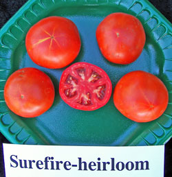 Surefire-heirloom Tomato.
