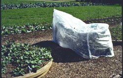 Cover plants and fruit with clear plastic for cold protection and fruit ripening.