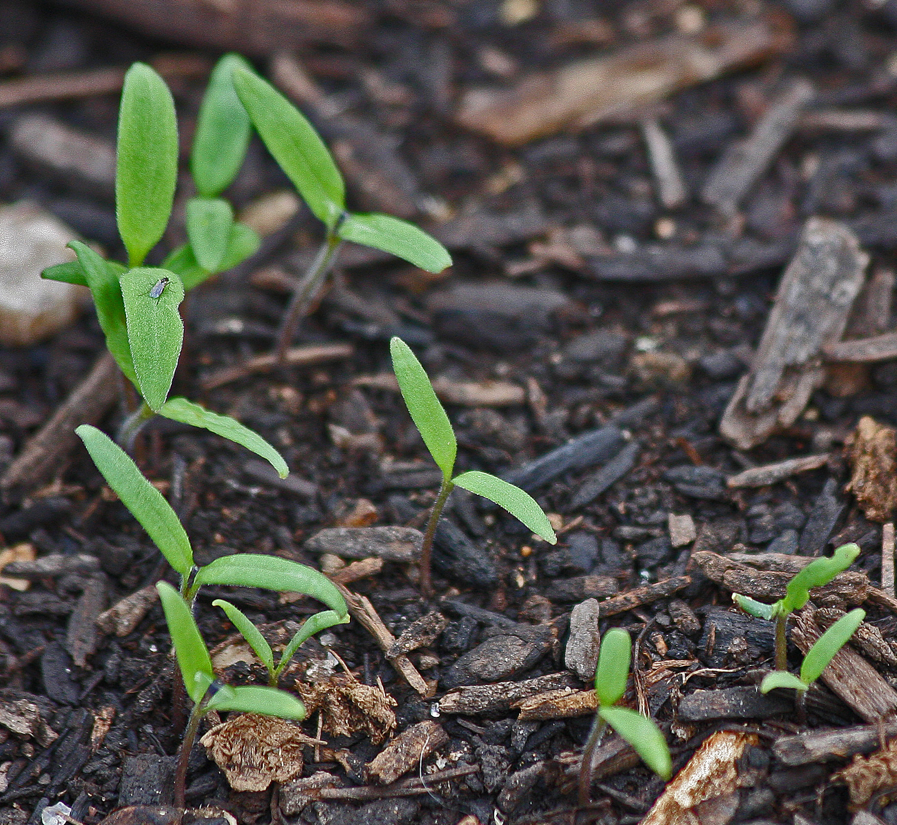 PLANTanswers Plant Answers > Direct Seeding Into Garden PLANTanswers Plant Answers > Direct Seeding Into Garden