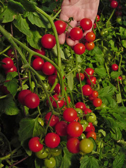 http://www.plantanswers.com/Images/3.--AFTER-5th-PARAGRAPH---'Dwarf-Sweet-Cherry'-Tomato_Small.jpg