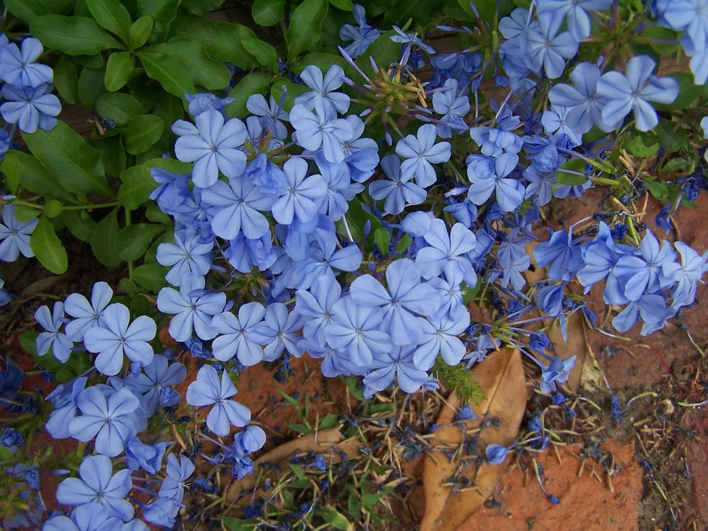 http://www.plantanswers.com/Plumbago_BEST/15.jpg