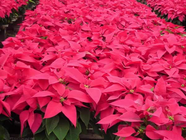 http://www.plantanswers.com/Poisonous%20Plant%20Images/Poinsettias.jpg