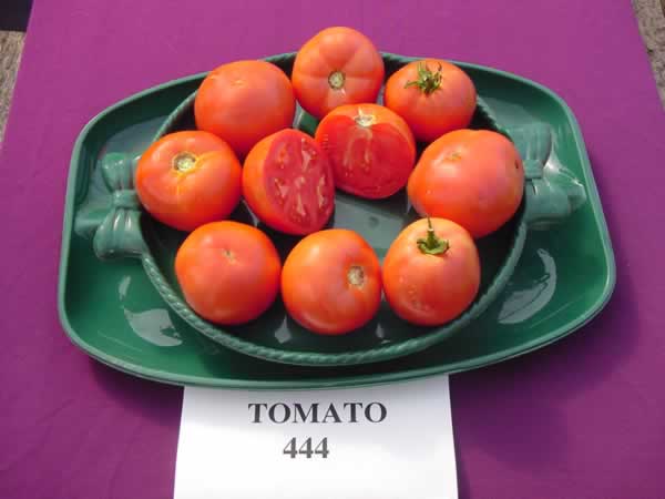 http://www.plantanswers.com/Poisonous%20Plant%20Images/Tomato%20444.jpg