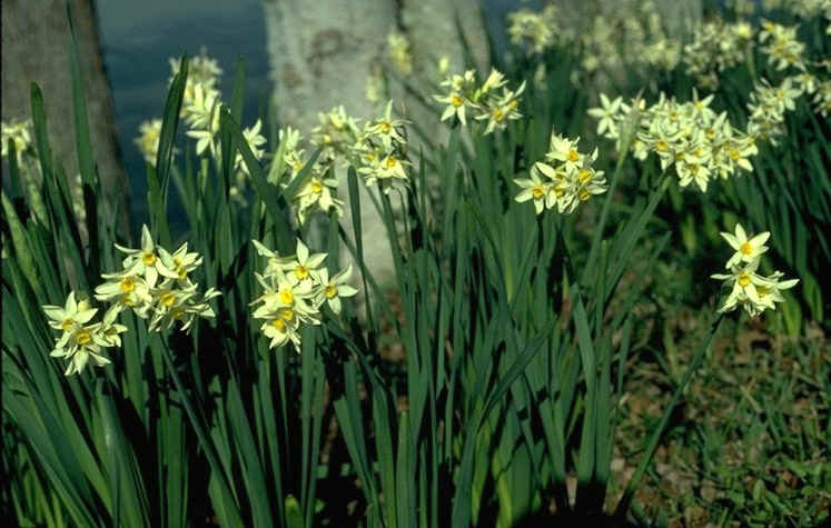 Narcissus tazetta italicus