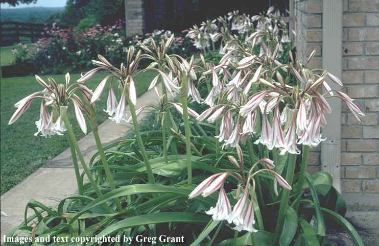 crinum lilies