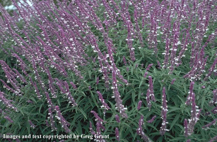 Salvia leucantha (Mexican Bush Sage)