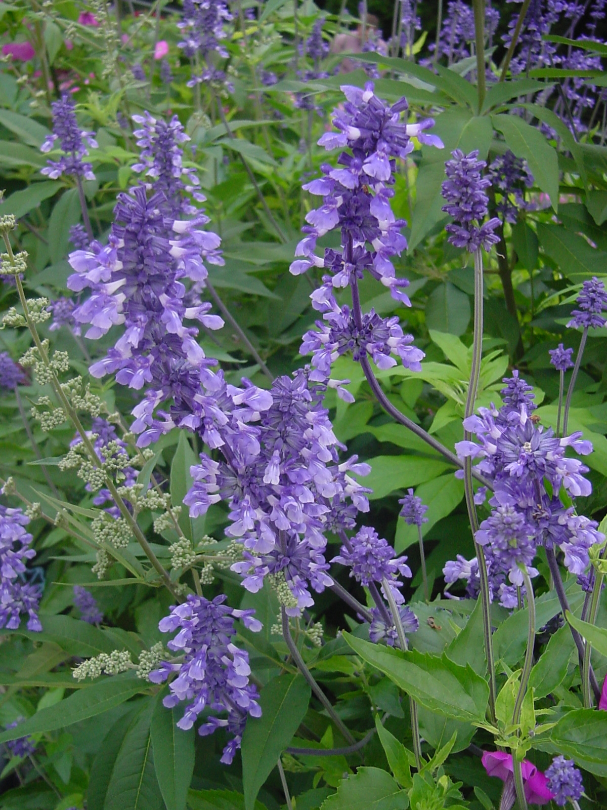 Salvia Plant Pictures 35