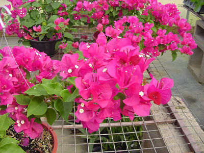 names vines flowering Growing Answers Bougainvilleas > Plant PLANTanswers:
