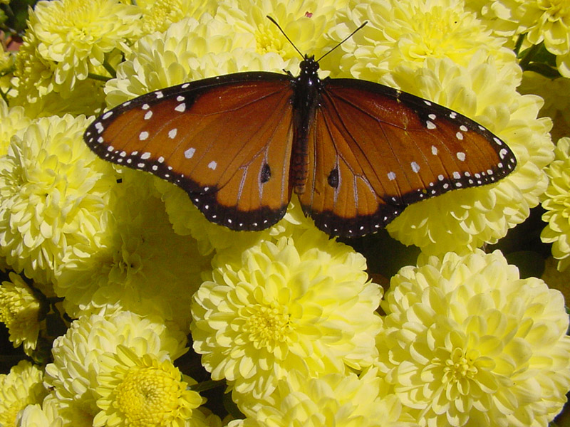 Chrysanthemums - Queen Monarch Butterfly