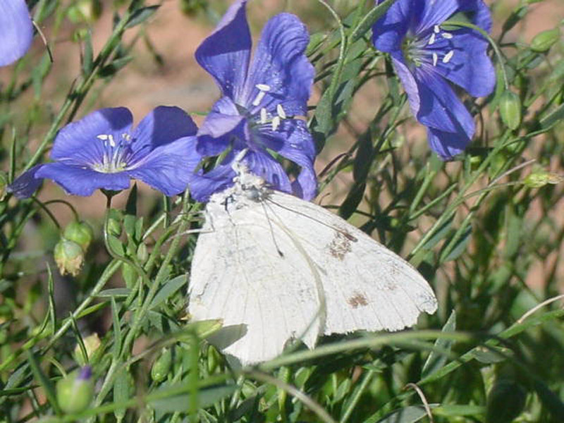 Flax - Checkered White Butterfly