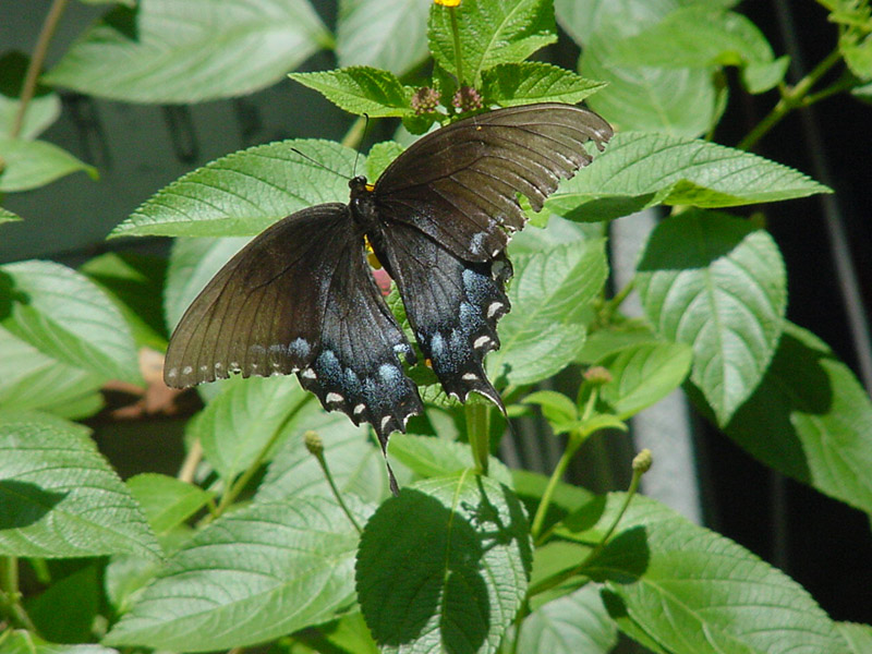 Lantana - Pipevine Swallowtail Butterfly