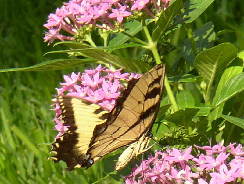 Pentas - Tiger Swallowtail Butterfly