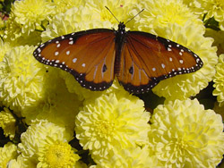 Chrysanthemums-Queen Monarch
