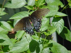 Lantana-Pipevine Swallowtail