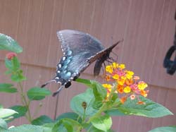Pipevine Swallowtail on Lantana
