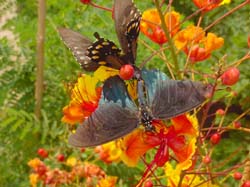 Pride Of Barbados-Pipevine Swallowtails