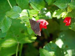 Common Sootywing on Turk's Cap