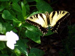 Tiger Swallowtail on White Ruellia