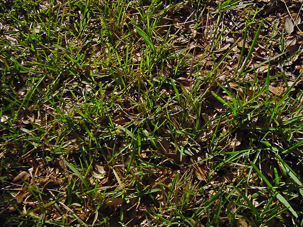 how to propogate st augustine grass runners