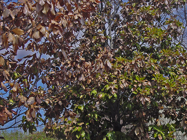 magnolia tree. Magnolia tree on the right