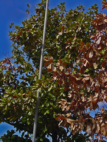 magnolia tree leaves. the Magnolia tree on the