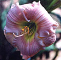 photo of daylily variety Barbara Mitchell