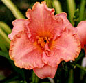 photo of daylily variety Elizabeth Salter