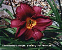 photo of daylily variety Olive Bailey Langdon