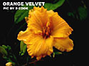photo of daylily variety Orange Velvet