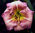photo of daylily variety Seductress
