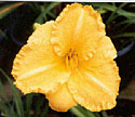 photo of daylily variety Victorian Collar