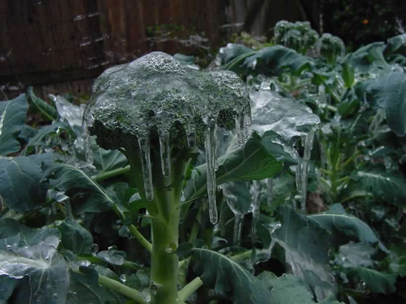 Broccoli iced
