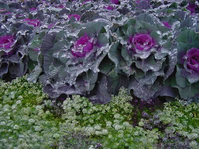 Close-Up of Ornamental Red Kale with Sweet Alyssum in front