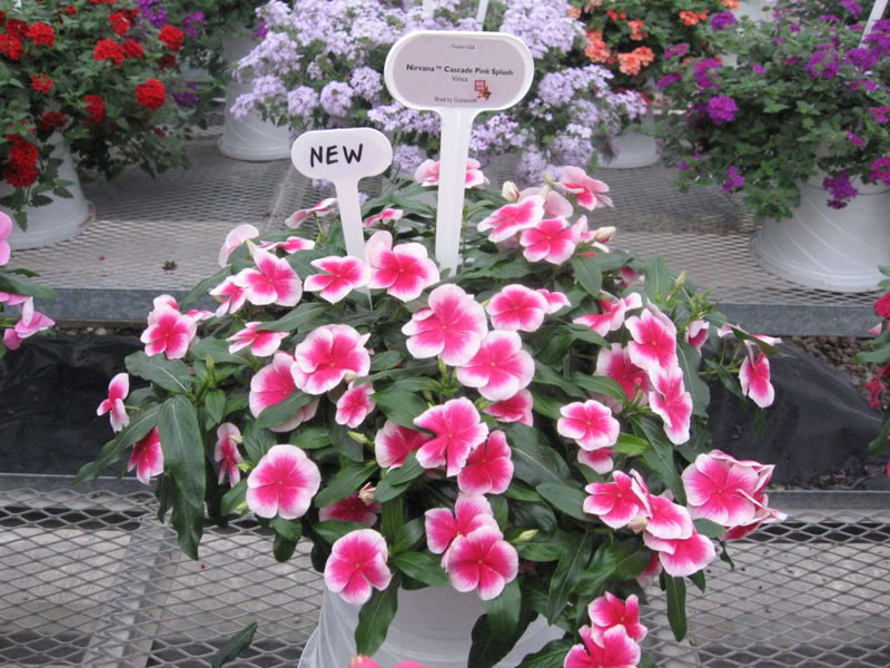 Cora Cascade Vinca
