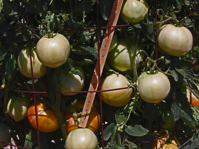 'Harris Moran—8849' tomato - The 2019 Rodeo Tomato