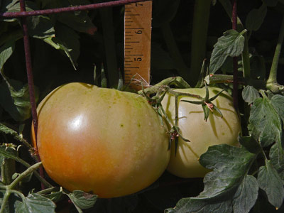 'Harris Moran—8849' tomato - The 2019 Rodeo Tomato