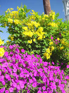 Gold Star Esperanza and Laura Bush Petunia