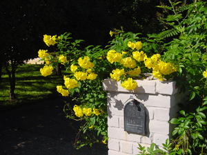 Gold Star Esperanza on mailbox