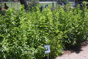 MISLABELLED as Gold Star Esperanza