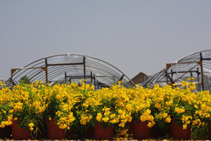 The way Gold Star is SUPPOSED to look in nurseries