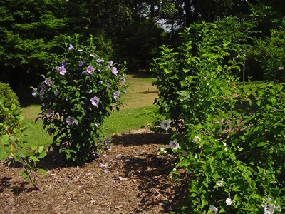 As we look at the selections, Stevie Wonder would choose 'Blue Angel' for the bloom display on the left side. As we look at the selections, Stevie Wonder would choose 'Blue Angel' for the bloom display on the left side.