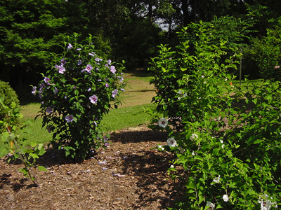 As we look at the selections, Stevie Wonder would choose 'Blue Angel' for the bloom display on the left side.