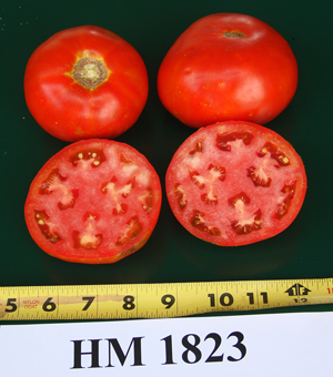 'HM 1823' - Rodeo Tomato for 2017
