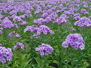 John Fanick Phlox