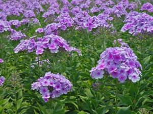 John Fanick Phlox