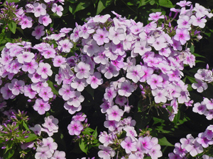 John Fanick Phlox