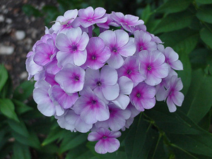 John Fanick Phlox